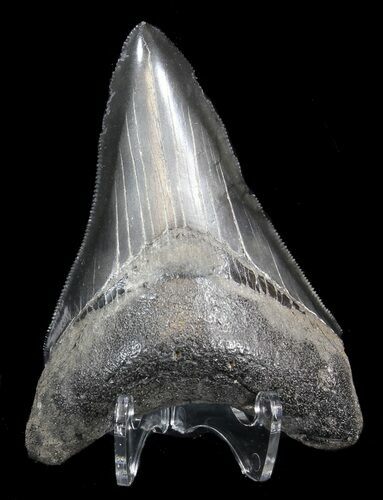 Serrated, Fossil Megalodon Tooth - Georgia #41582